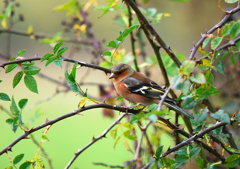 Chaffinch - Finches