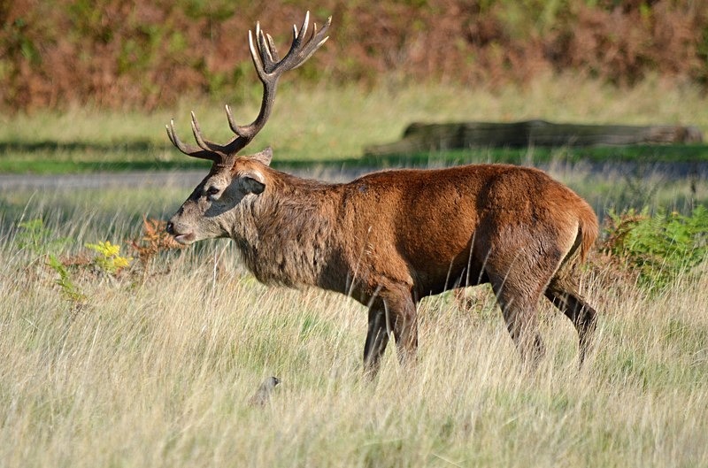 Red Deer - Red Deer