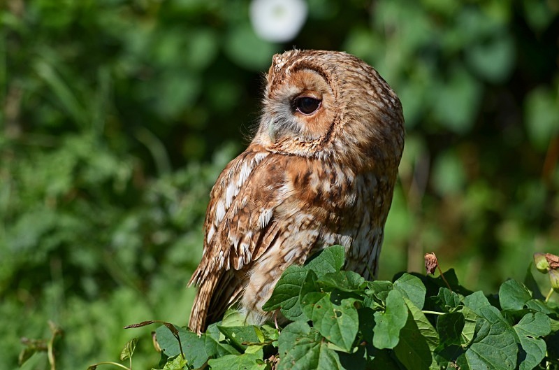 Tawny Owl - Tawny Owl
