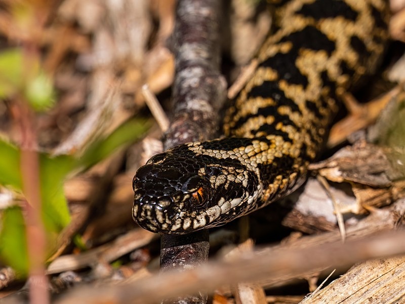Adder - Snakes