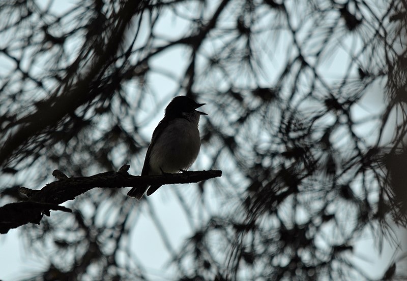 Pied Flycatcher - Flycatchers