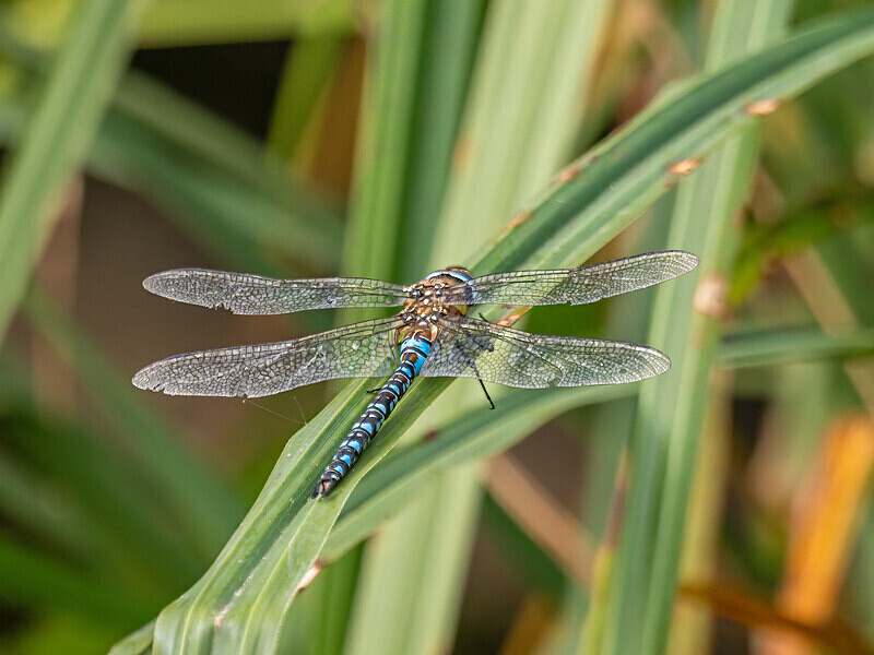 Migrant Hawker - Latest photos