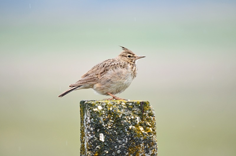 Crested Lark - South and west Spain - April and May 2012