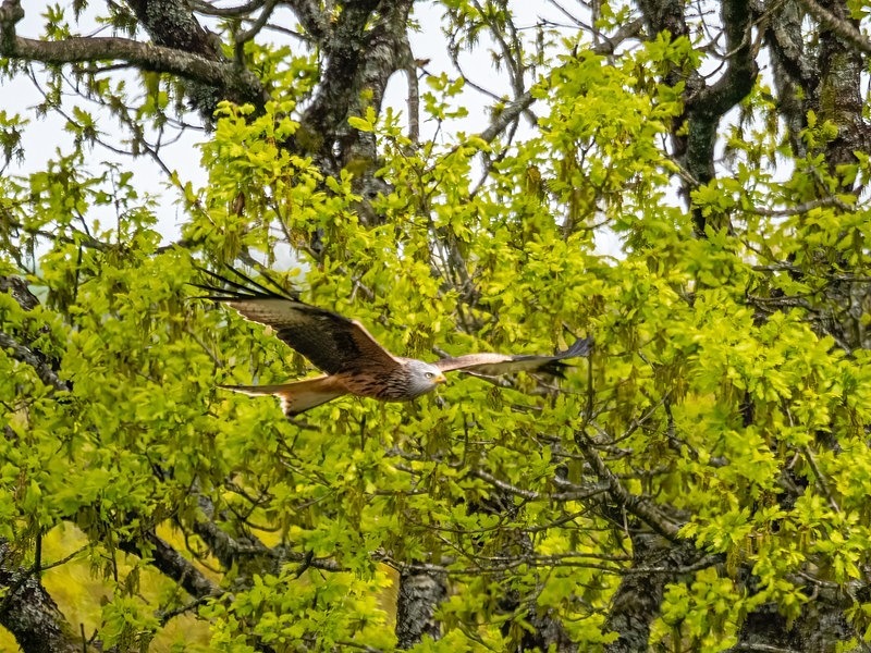 Red Kite - Birds of prey