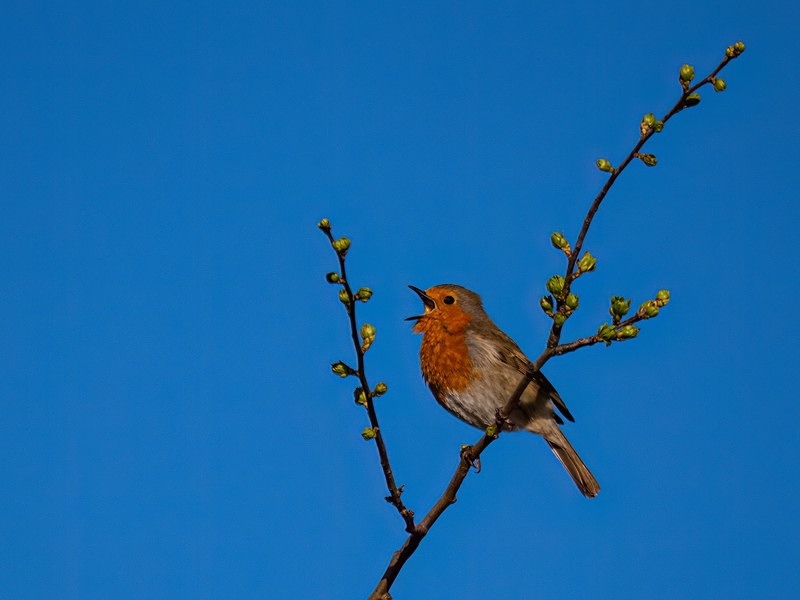 Robin - Robins