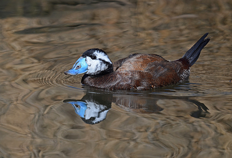 White-headed Duck - Diving ducks