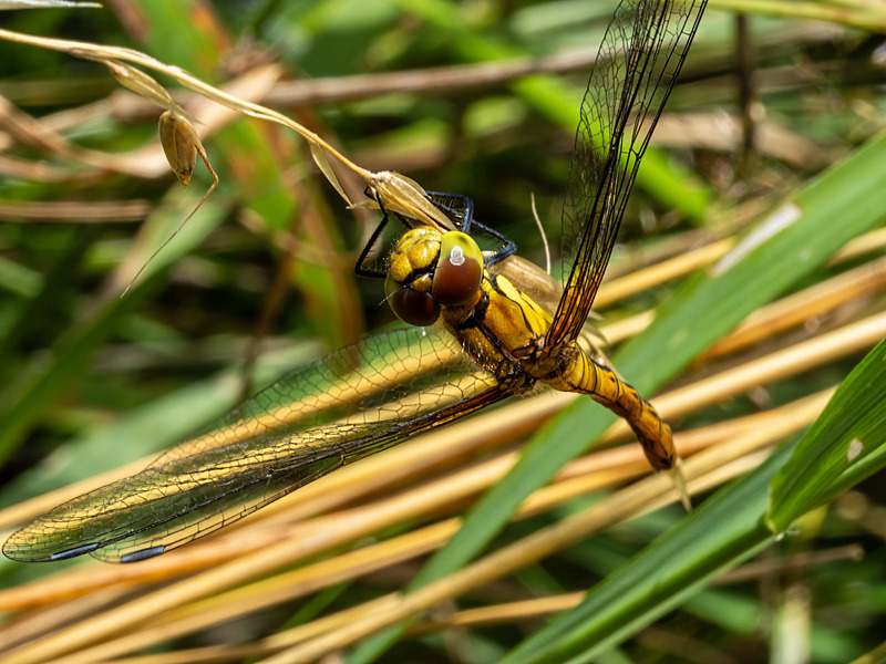 Ruddy Darter - Latest photos