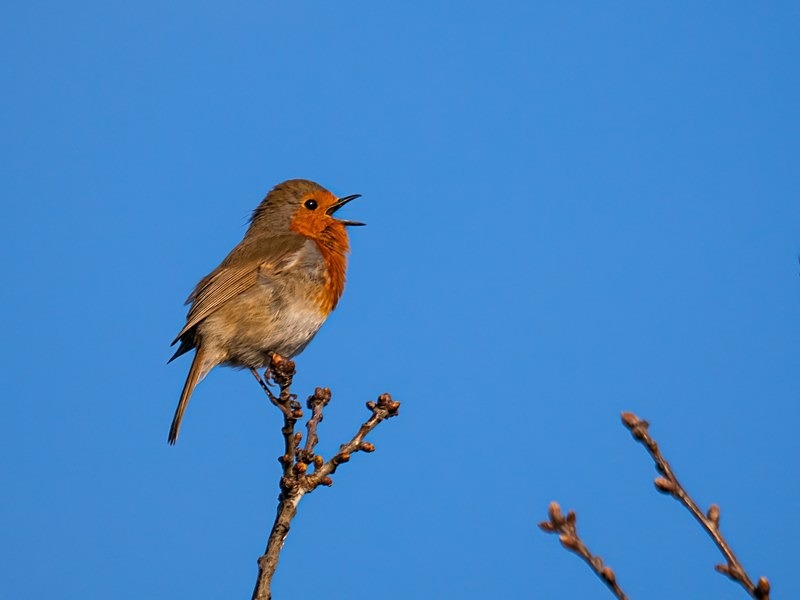 Robin - Robins