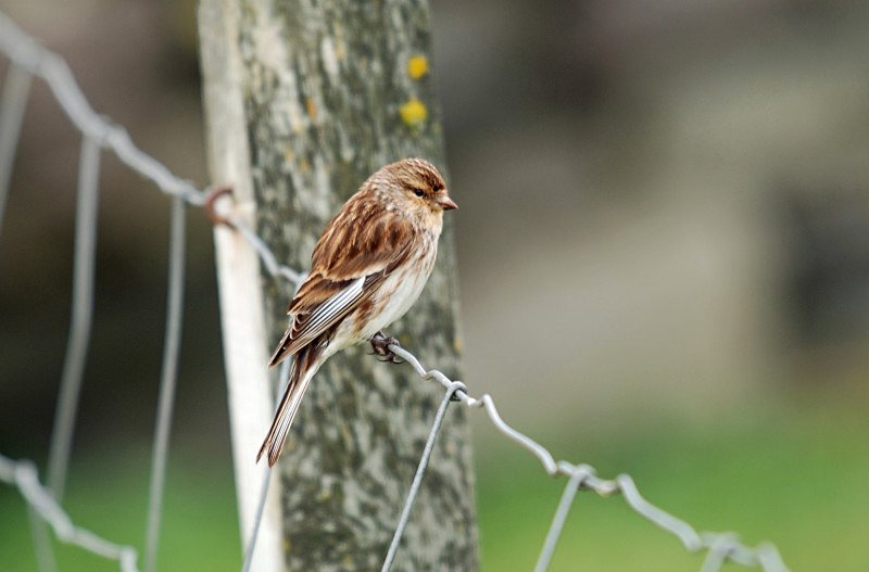 Twite - Finches