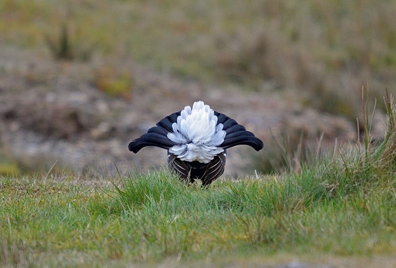 Black Grouse - Game birds