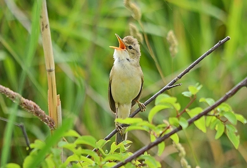June 2018 - Marsh Warbler - Photos of the month