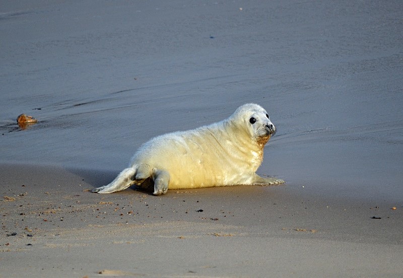 Atlantic Grey Seal - Atlantic Grey Seals