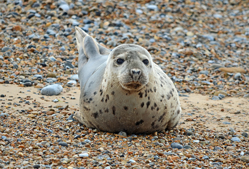 Common Seal - Common Seals