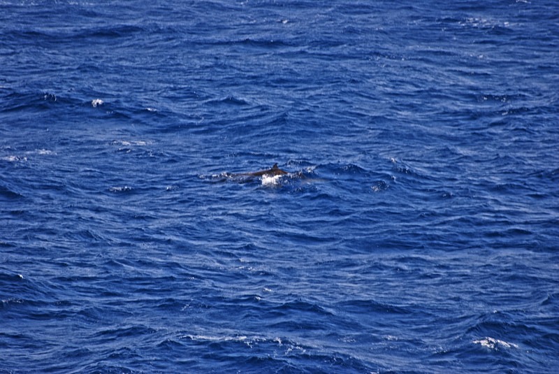Fin Whale - Whales and dolphins