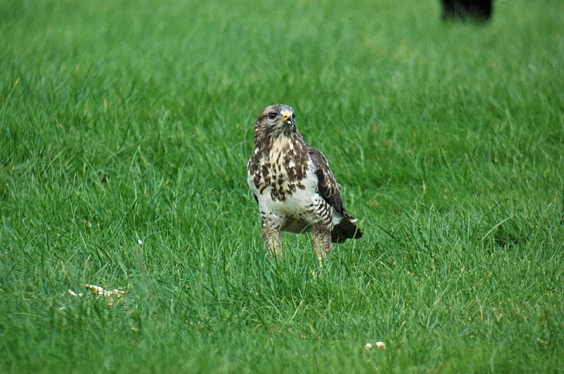 Common Buzzard - Birds of prey