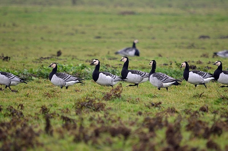 Barnacle Geese - Netherlands - December 2019