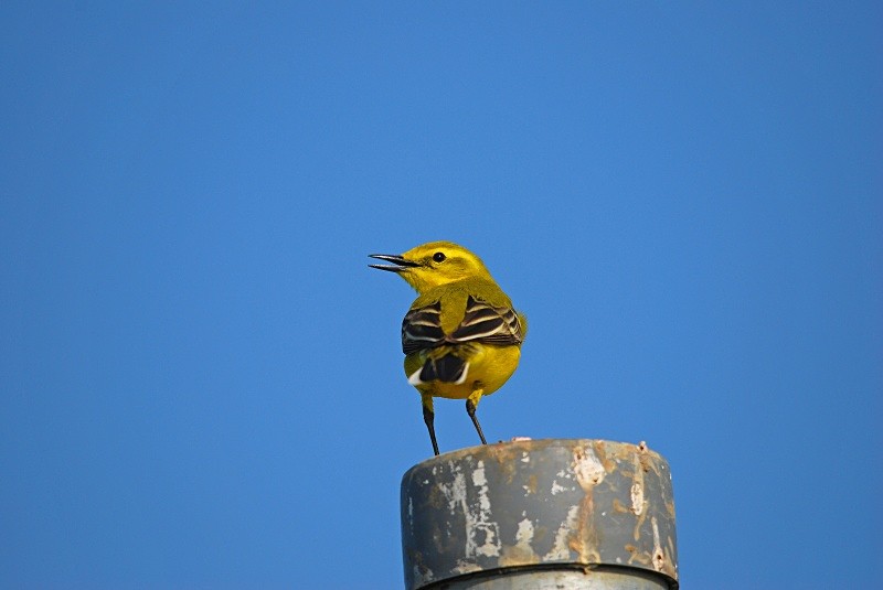 Yellow Wagtail - Wagtails
