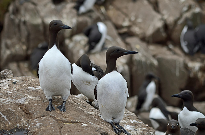 Common Guillemots