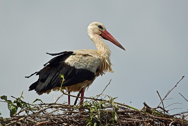 White Stork - Romania