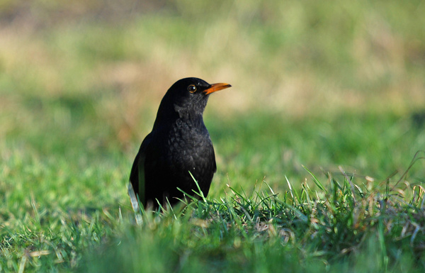 Blackbird - Thrushes