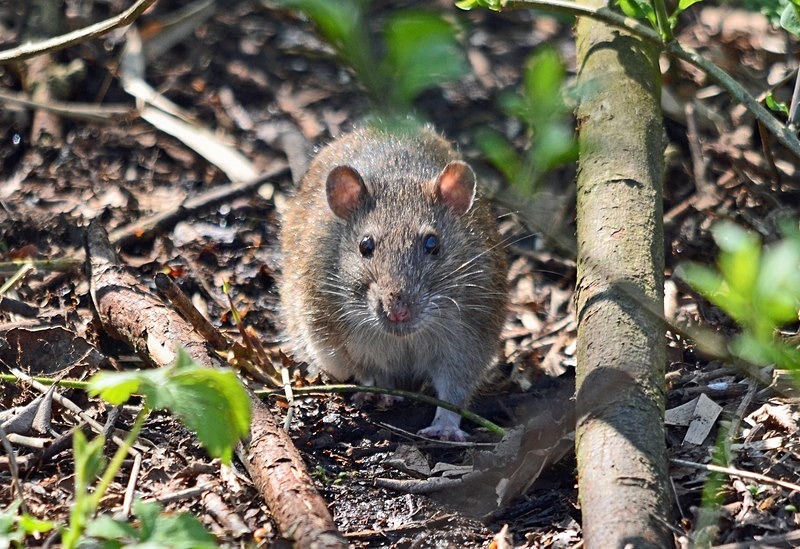 Brown Rat