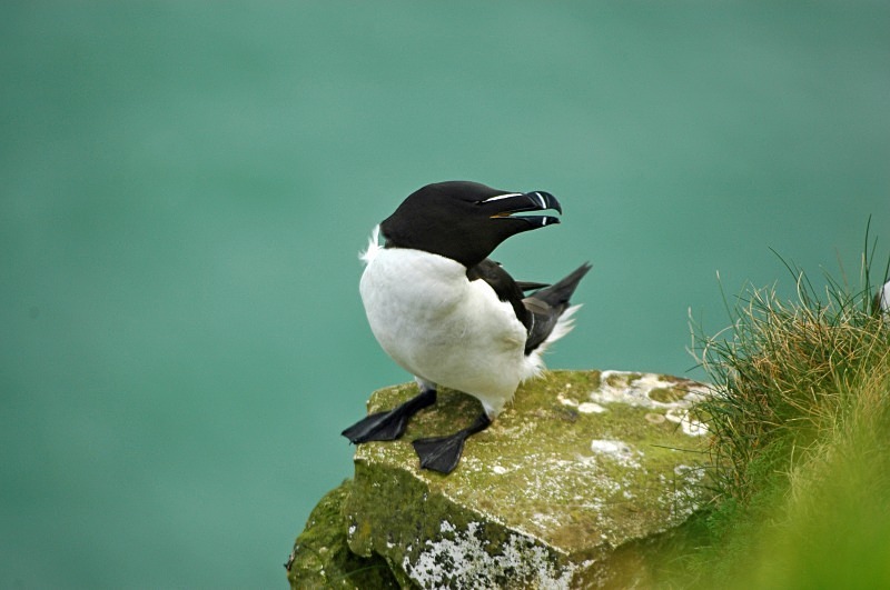 Razorbill - Auks