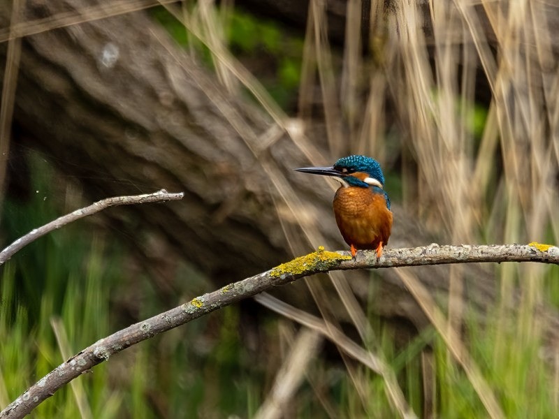 Kingfisher - Kingfishers