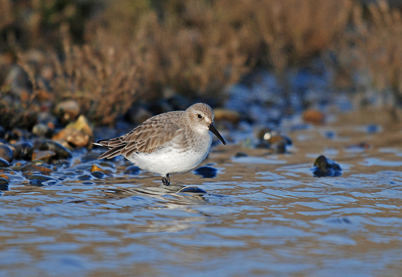 Dunlin - Sandpipers