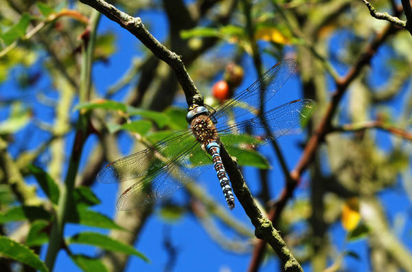 Migrant Hawker - Dragonflies and damselflies