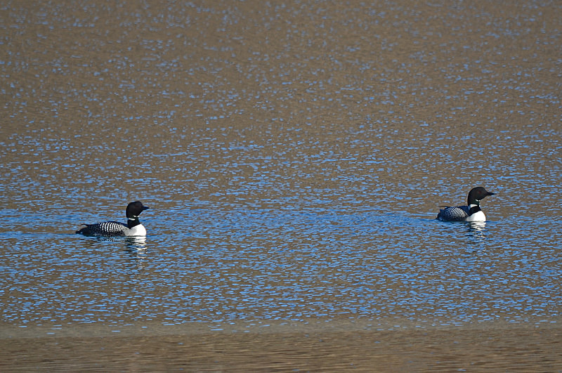 Great Northern Divers - Westfjords
