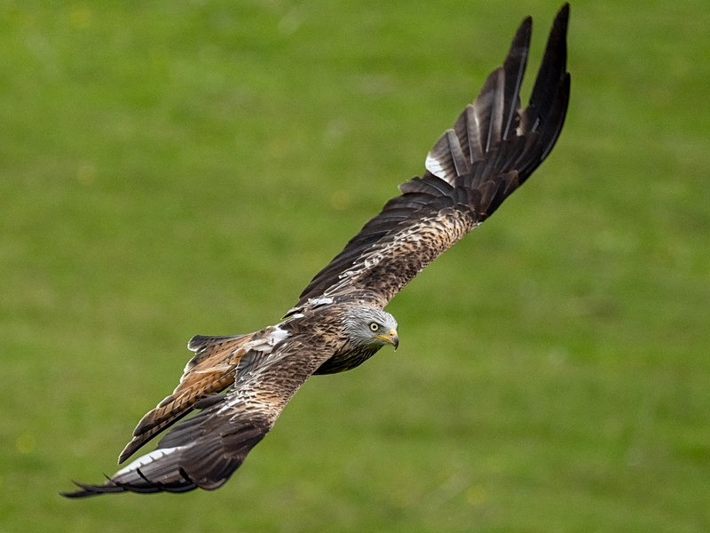 Red Kite - Birds of prey