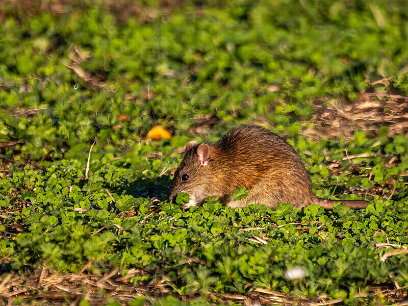Brown Rat - Latest photos