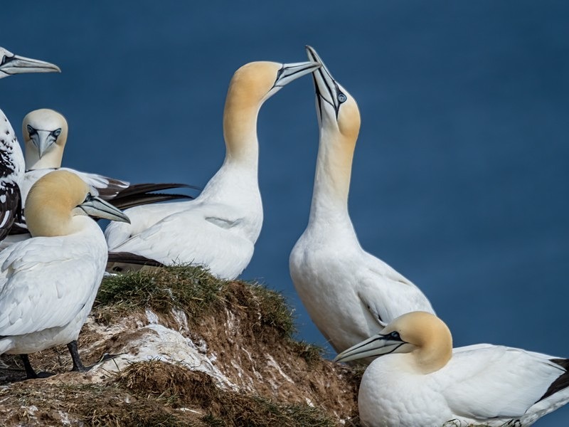 Gannets - Gannets