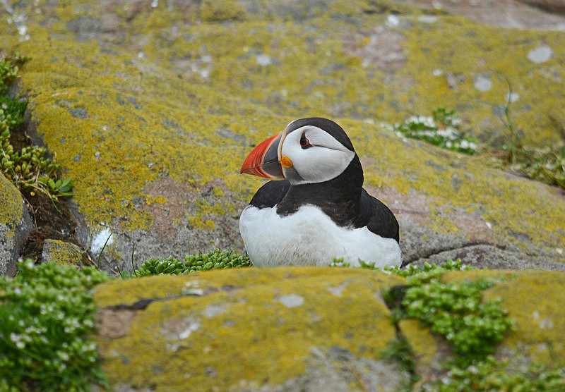 Puffin - Puffins