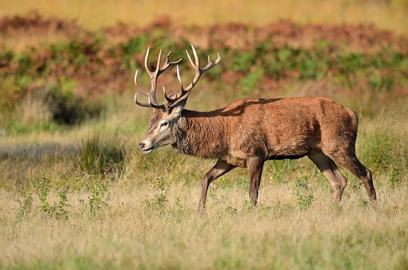 Red Deer - Red Deer