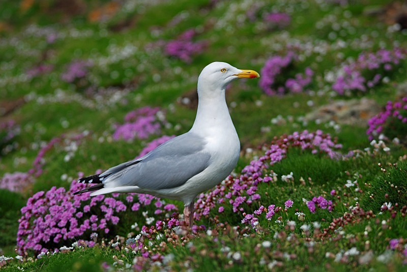 Herring Gull - Gulls