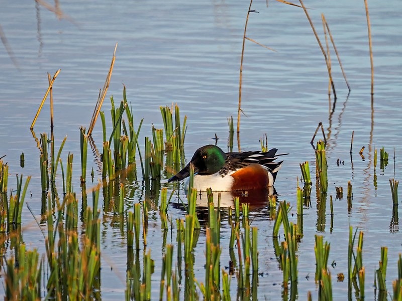 Shoveler - Dabbling ducks