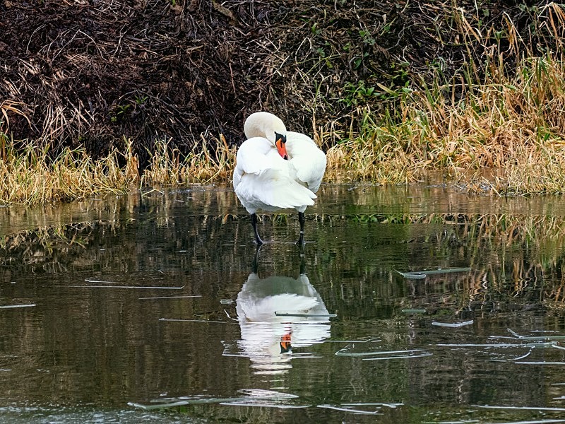 Mute Swan - Latest photos