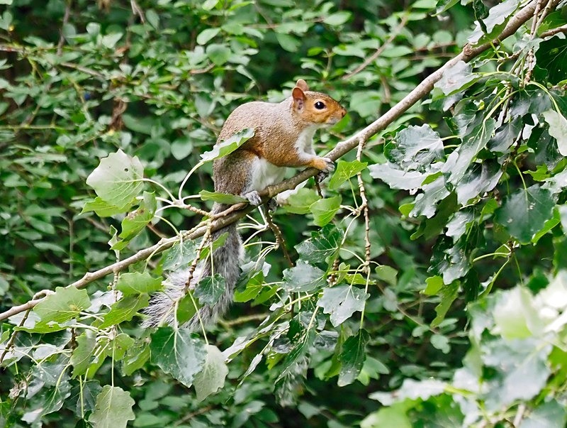 Grey Squirrel - Grey Squirrels