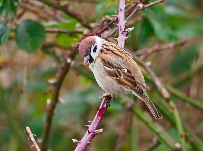Tree Sparrow - Sparrows