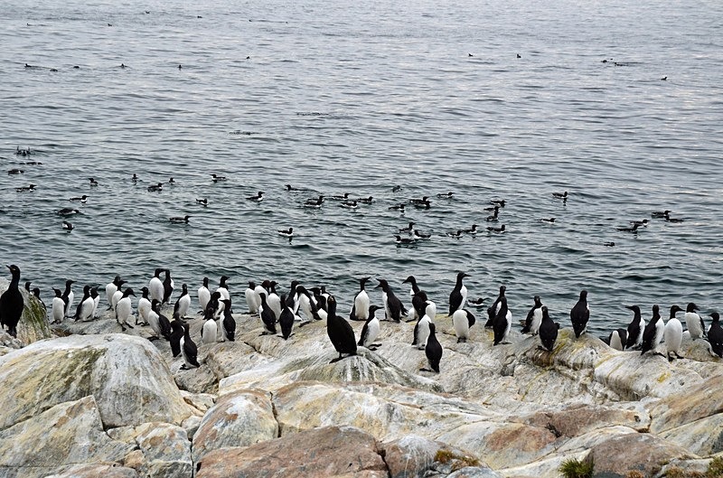 Common Guillemots - North Norway