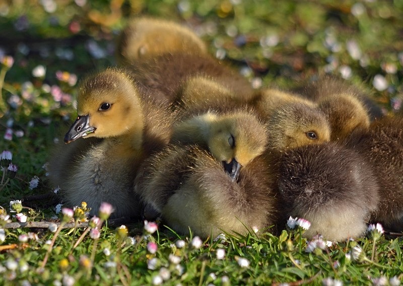 Canada Goose goslings - Black geese