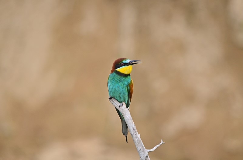European Bee-eater - Bulgaria