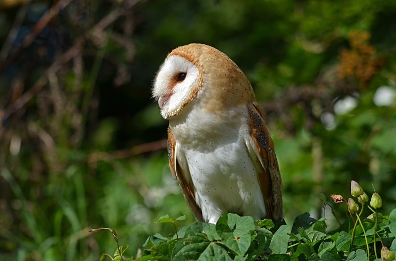 Barn Owl - Barn Owl