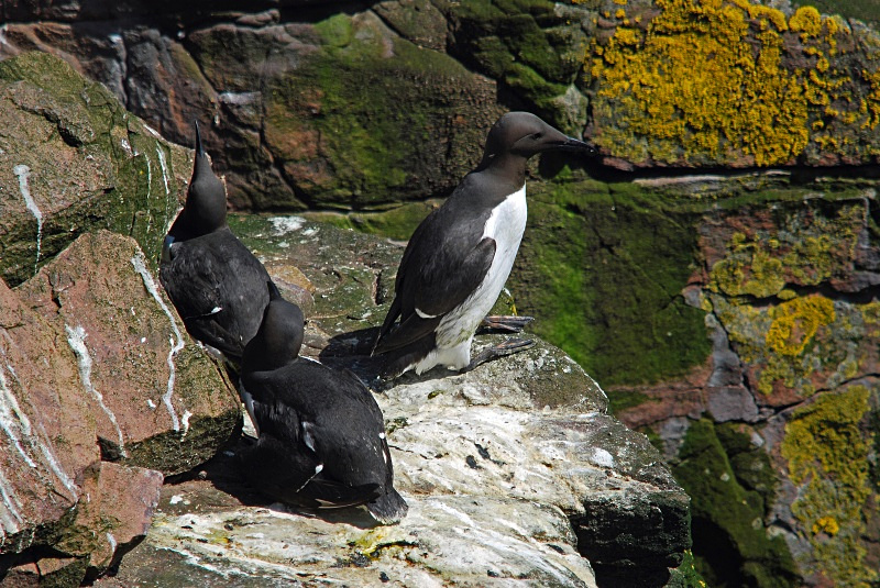 Common Guillemots - Auks