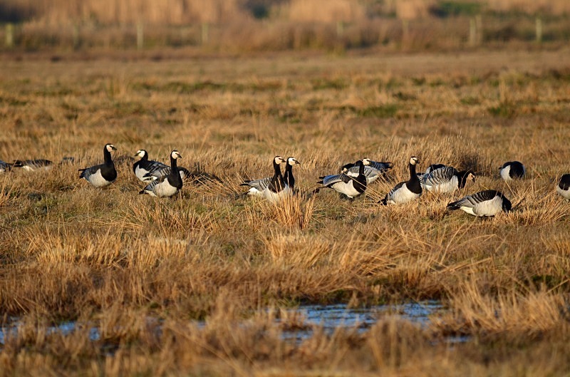 Barnacle Geese - Black geese