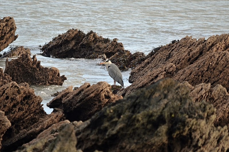 Grey Heron - Ireland - January and February 2020