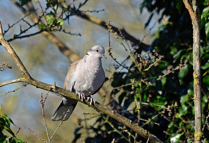 Collared Dove - Pigeons and doves
