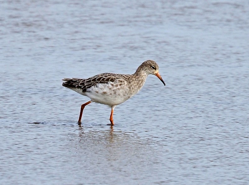 Ruff - Sandpipers