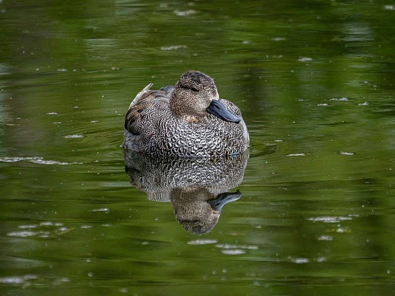 Gadwall - Dabbling ducks